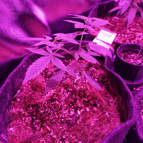 Sofia growlog timeline photo