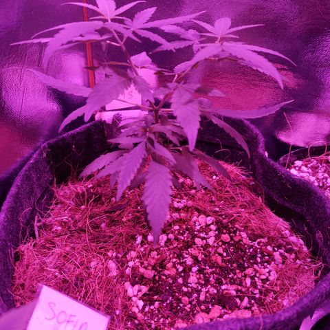 Lis growlog timeline photo