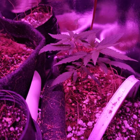 Athenas growlog timeline photo