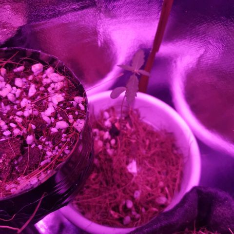 Priscila growlog timeline photo