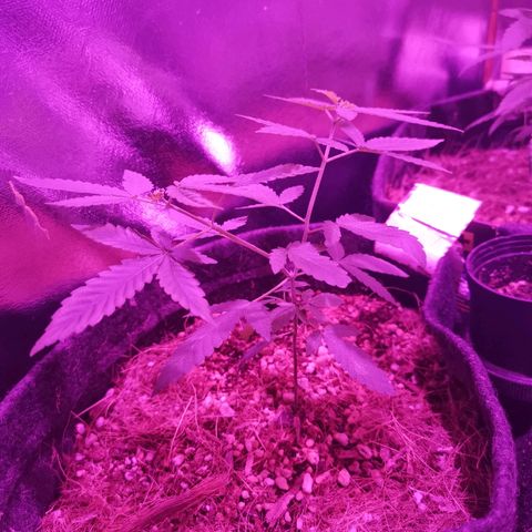 Sofia growlog timeline photo