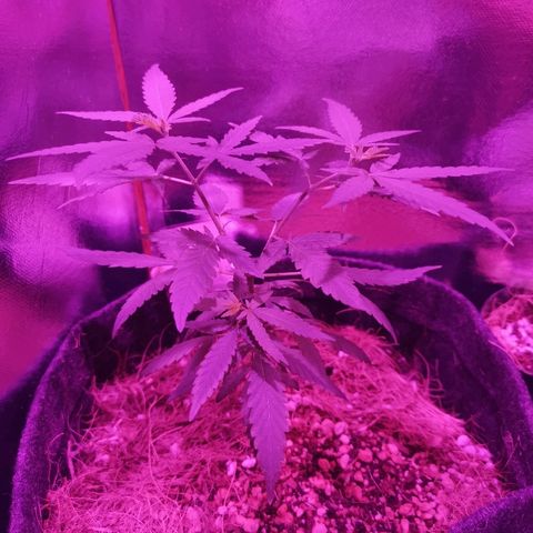 Lis growlog timeline photo