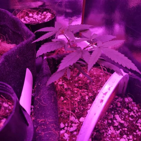 Athenas growlog timeline photo