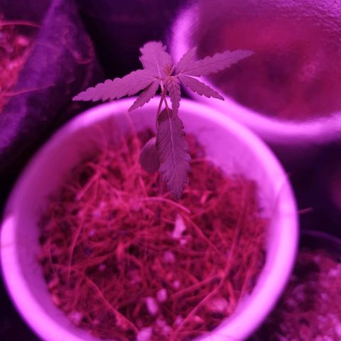 Priscila growlog timeline photo