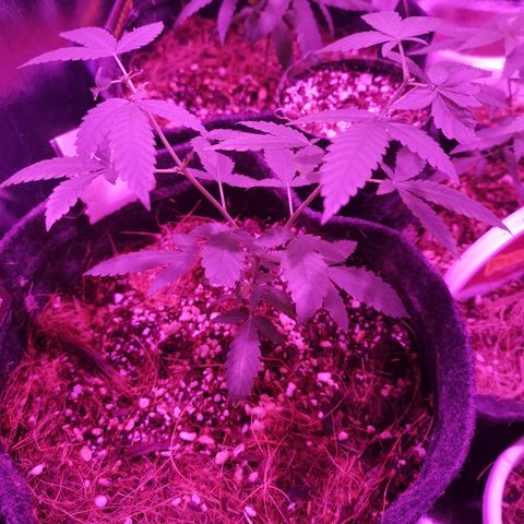 Sofia growlog timeline photo