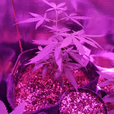 Lis growlog timeline photo