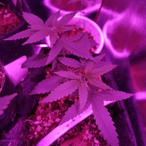 Athenas growlog timeline photo
