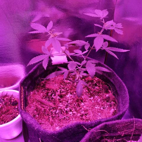 Sofia growlog timeline photo