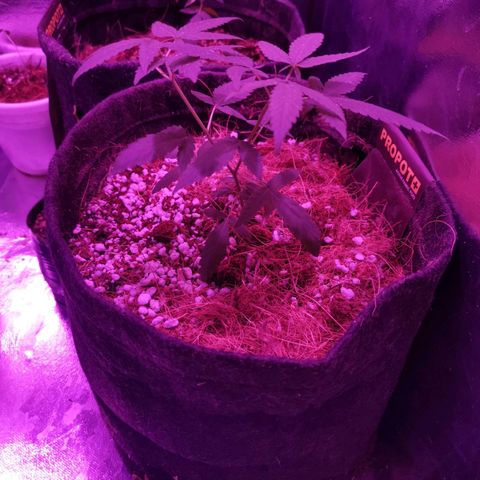 Athenas growlog timeline photo