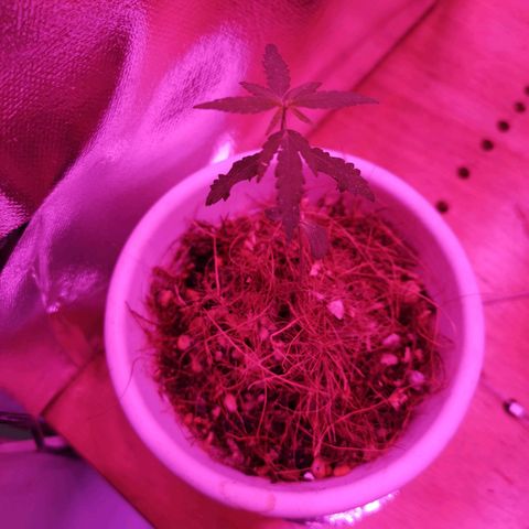 Priscila growlog timeline photo