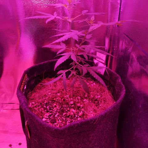 Lis growlog timeline photo