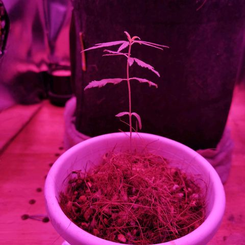 Priscila growlog timeline photo