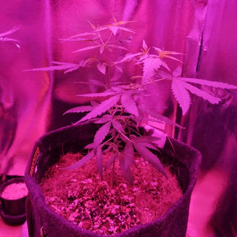 Lis growlog timeline photo