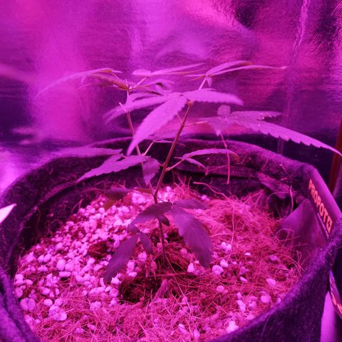 Athenas growlog timeline photo