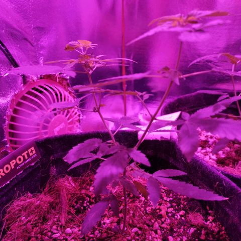 Sofia growlog timeline photo
