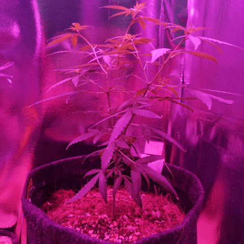 Lis growlog timeline photo