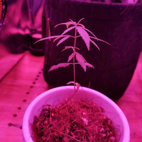 Priscila growlog timeline photo