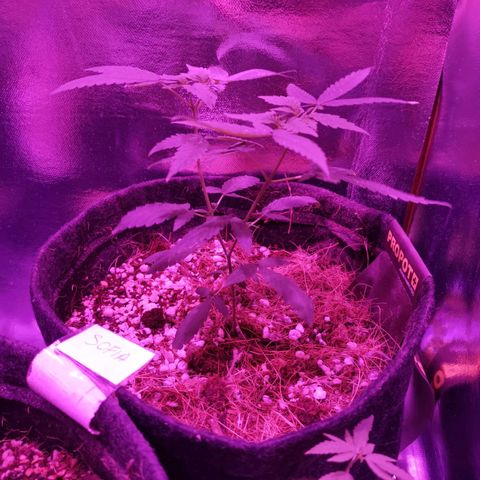 Athenas growlog timeline photo
