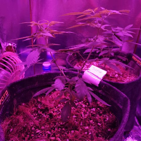 Sofia growlog timeline photo