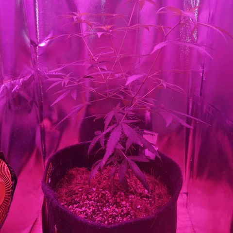 Lis growlog timeline photo
