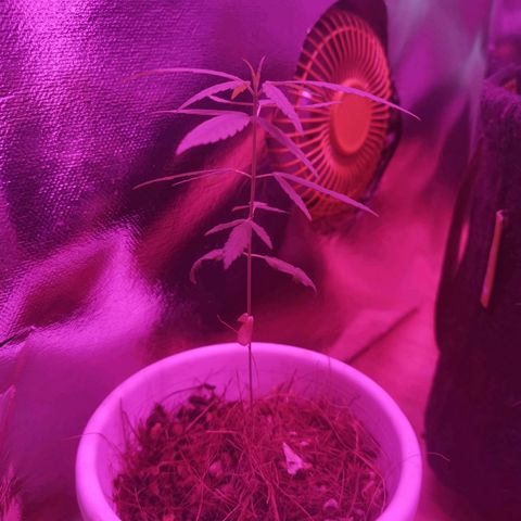 Priscila growlog timeline photo