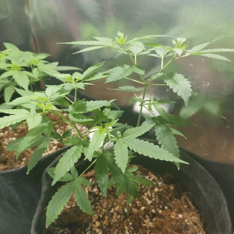 Sofia growlog timeline photo