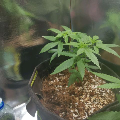 Athenas growlog timeline photo