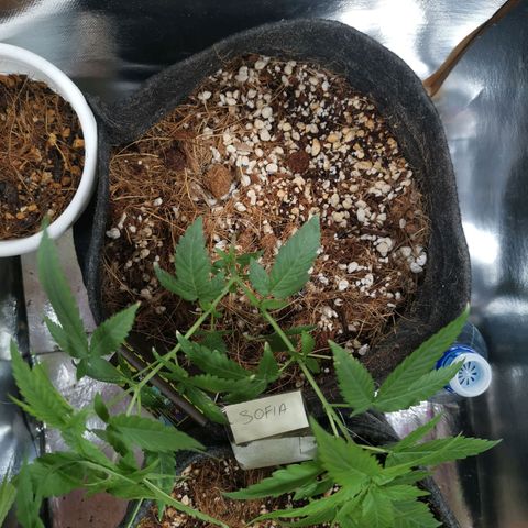 Athenas growlog timeline photo
