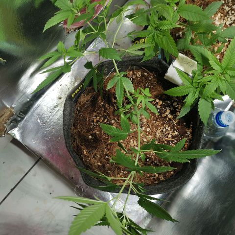 Sofia growlog timeline photo