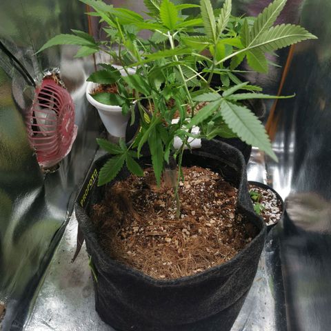 Sofia growlog timeline photo