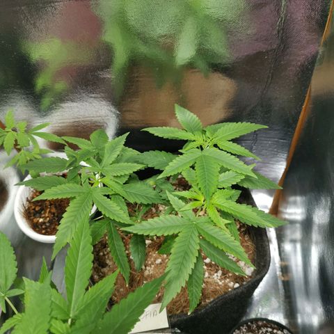 Athenas growlog timeline photo
