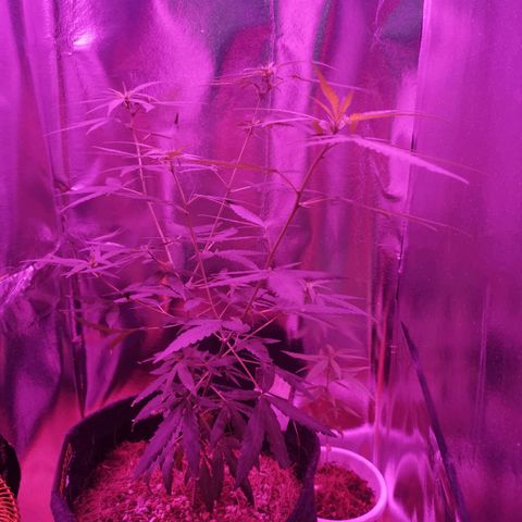 Lis growlog timeline photo
