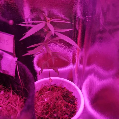 Priscila growlog timeline photo