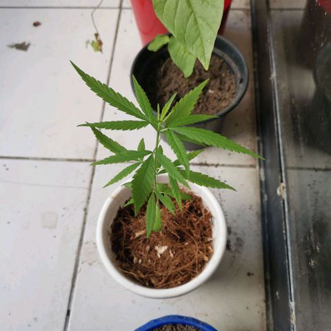 Priscila growlog timeline photo