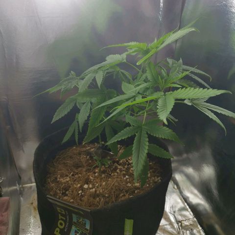 Athenas growlog timeline photo