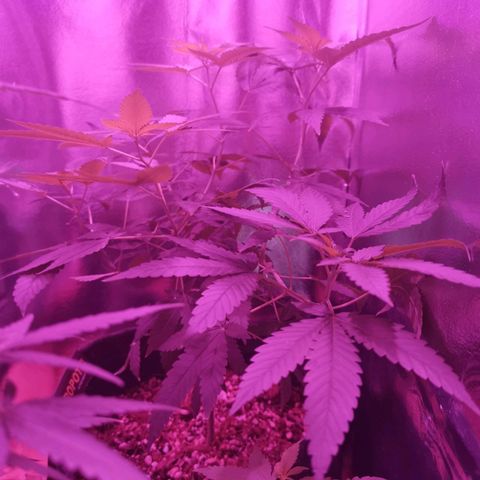 Sofia growlog timeline photo