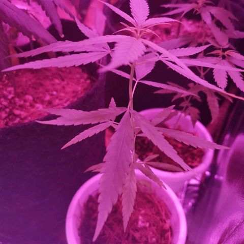 Priscila growlog timeline photo