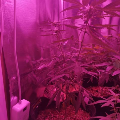 Lis growlog timeline photo
