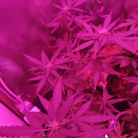 Lis growlog timeline photo