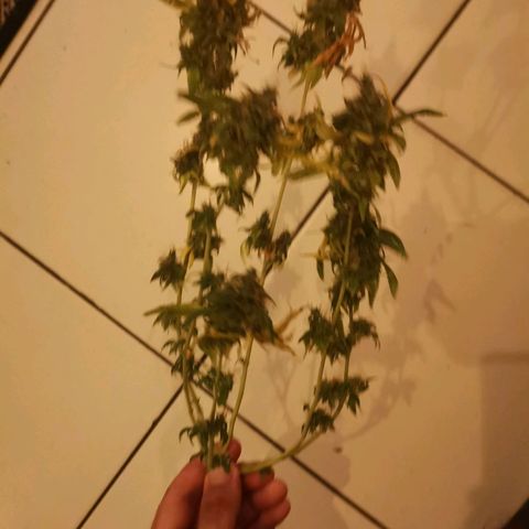 Sofia growlog timeline photo