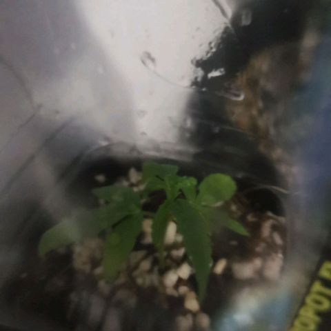 Maria Carnaval (MCII) growlog timeline photo