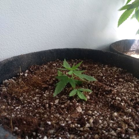 Maria Carnaval (MCII) growlog timeline photo