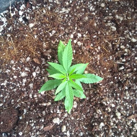 Maria Carnaval (MCII) growlog timeline photo