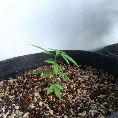 Maria Carnaval (MCII) growlog timeline photo