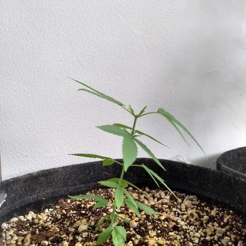 Maria Carnaval (MCII) growlog timeline photo