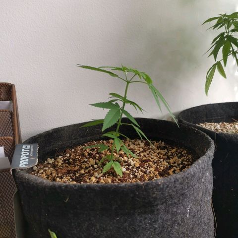 Maria Carnaval (MCII) growlog timeline photo