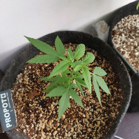 Maria Carnaval (MCII) growlog timeline photo