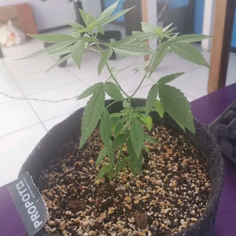Maria Carnaval (MCII) growlog timeline photo