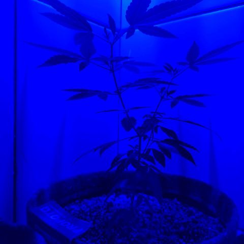 Maria Carnaval (MCII) growlog timeline photo
