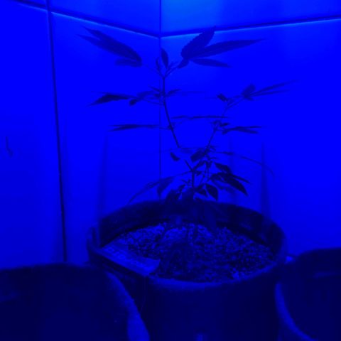 Maria Carnaval (MCII) growlog timeline photo